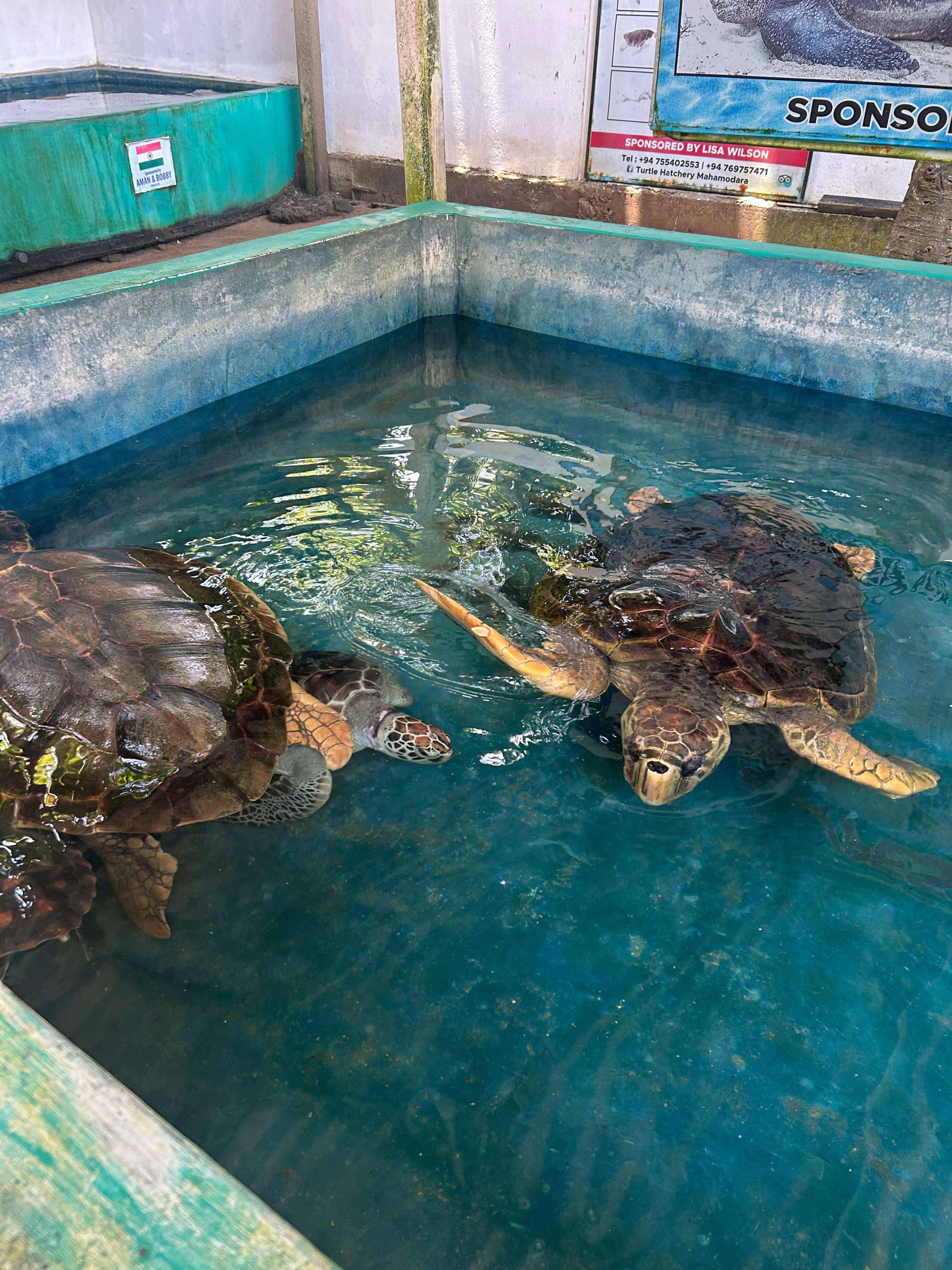 Turtle Sea Conservation